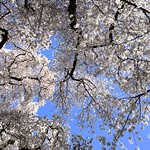 Cherry blossoms UW Quad, University of Washington, Seattle, WA