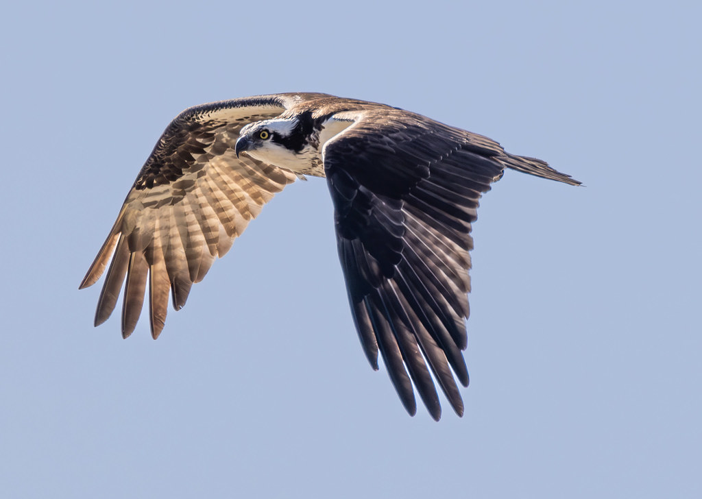 Osprey in flight.