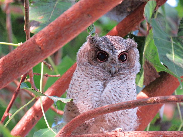 cute owlet