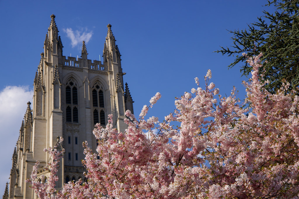 Cherry blossoms at the National Cathedral