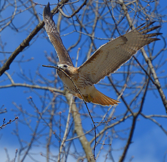 Adult male red-tailed hawk