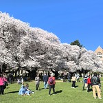 Cherry blossoms UW Quad, University of Washington, Seattle, WA