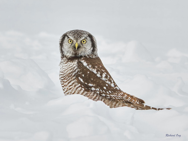 Chouette épervière - Northern Hawk Owl - Surnia ulula