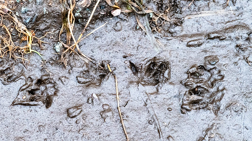 Tracks in the mud (version two)
