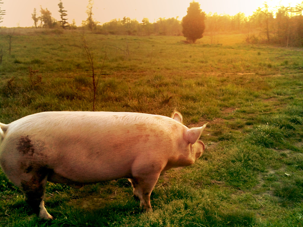 Domestic Pig at Sunset