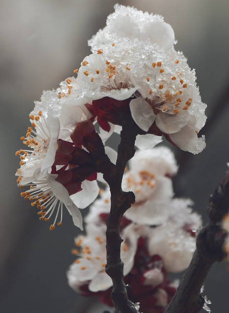 apricot blossoms surprised by the snow this morning