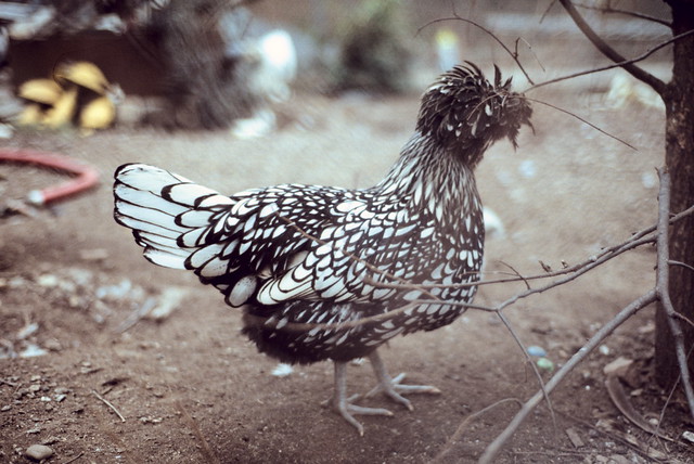 Fancy Chicken [#0083031]