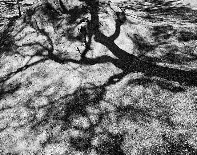 365 Photo Project: Day 35, Shadow Play (lunch walk).