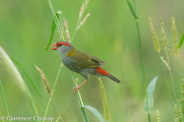 DSC_2555 (Red-browed Finch)