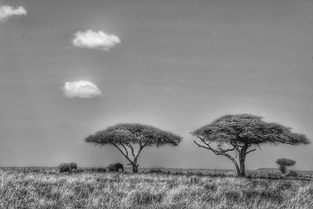 Serengeti Saunter