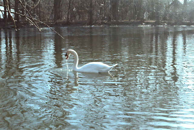 Swan [#0083026]