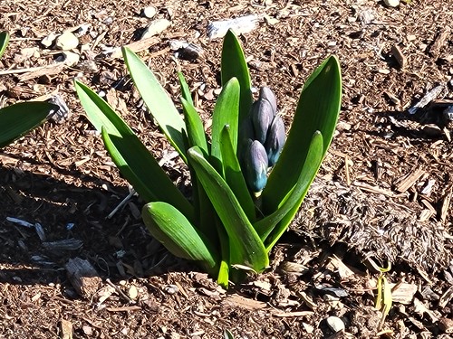 Emerging hyacinth