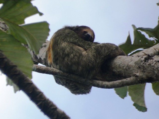 Three-toed Sloth in a Tree over the Road, near Guatuso, Alajuela, Costa Rica, 13 March 2024