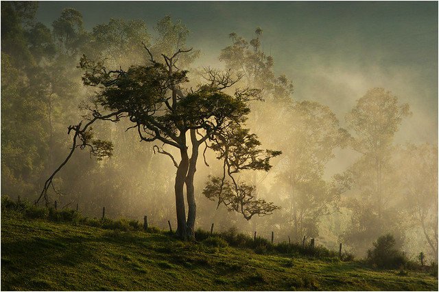Tree in the Dawn Mist - Estiva - Sul de Minas - MG - Brazil