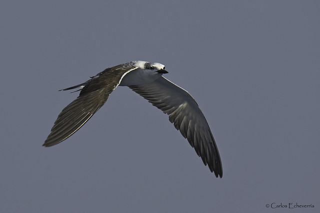 Bridled tern (Onychoprion anaethetus)