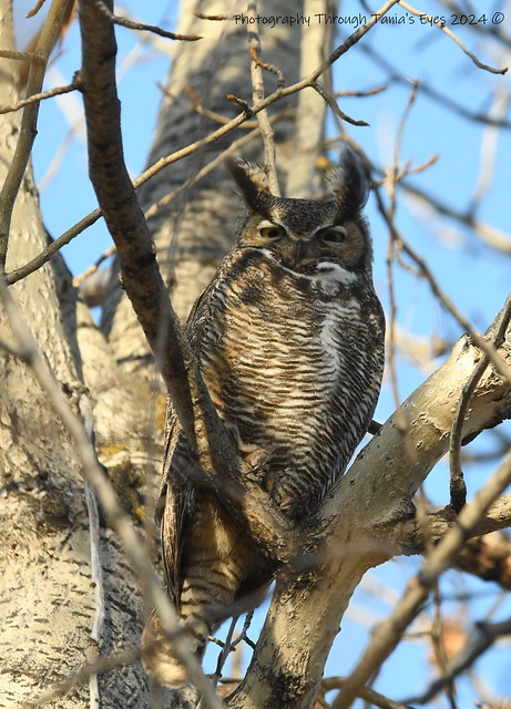 Great Horned Owls (Bubo virginianus)
