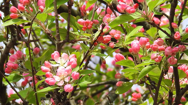 Zierapfel - Ornamental Apple