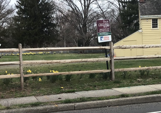 Yellow House, Yellow Daffodils and Beige Fence