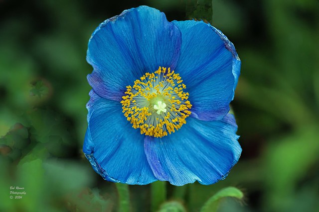Blue Poppy.
