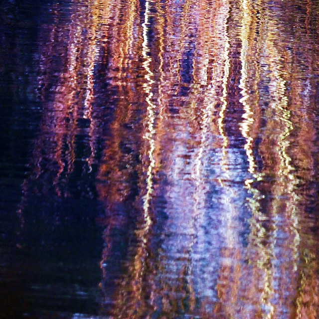 Reflections reeds