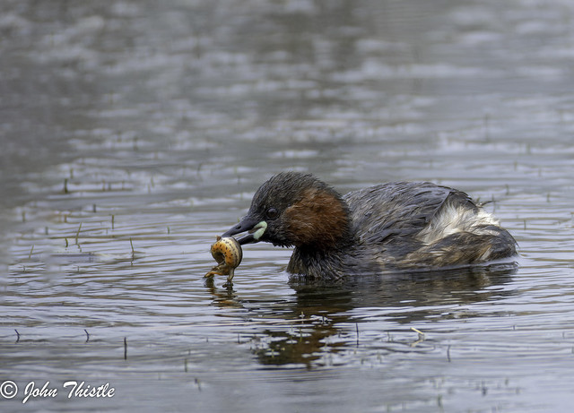 Little Grebe and Newt