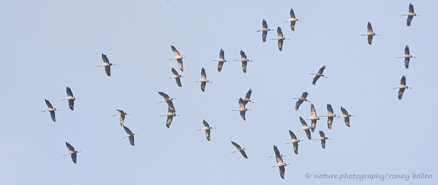 kraanvogels / common crane