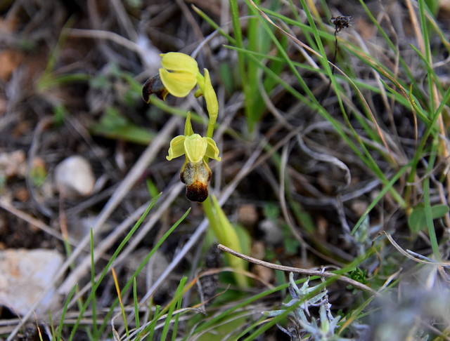 Abellera fosca (Ophrys fusca) Les Planes, Torrelles de Foix