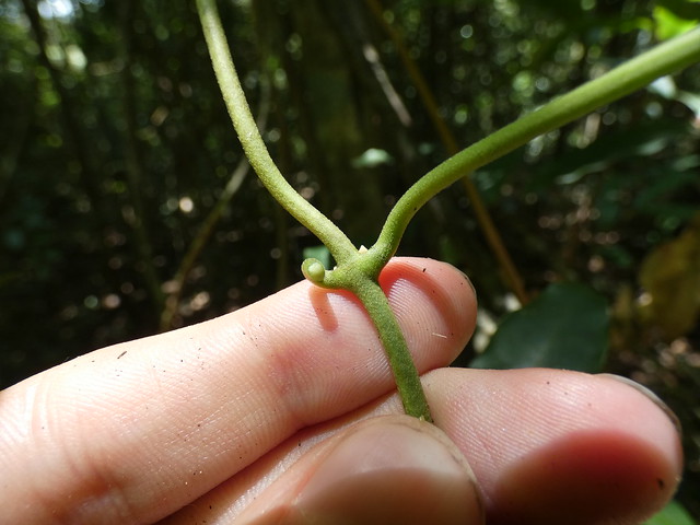 Tylophora benthamii