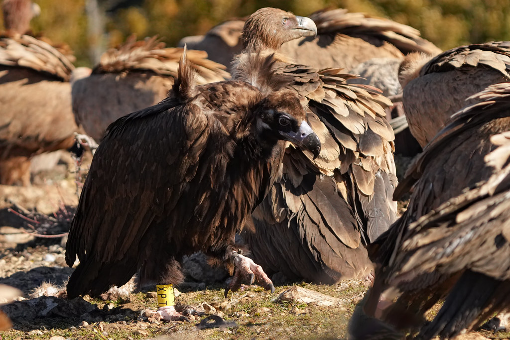 Grågam / Black Vulture 2024-03-13_01