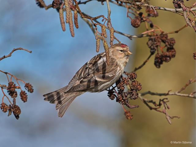 Grote barmsijs /Common Redpoll