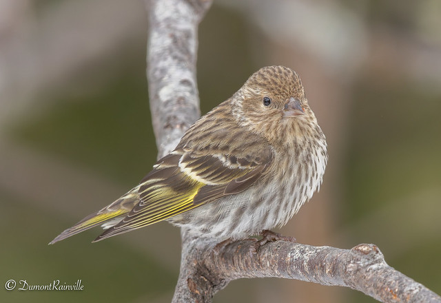 Tarin des pins / Pine Siskin / (Spinus pinus)