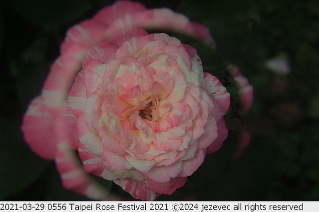 2021-03-29 0556 Taipei Rose Festival 2021