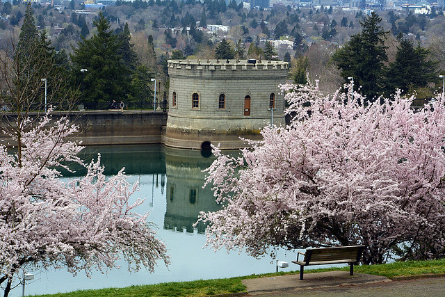 Reservoir 5 and blooming cherry trees_6068_032024