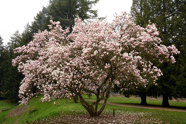 Tulip Tree at Reservoir 1_6177_032024