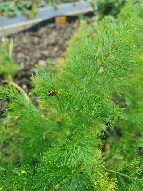 Ladybird on Fennel 24-03-21 (02)