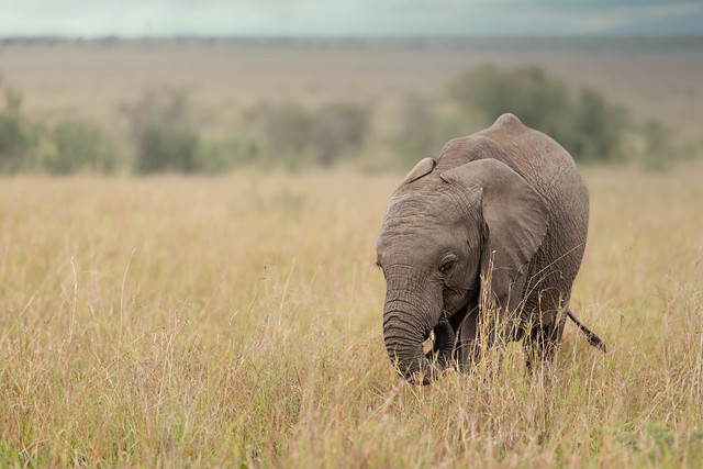 Afrikanischer Elefant / African bush elephant