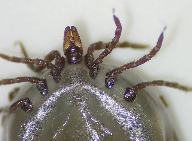 closeup of engorged tick