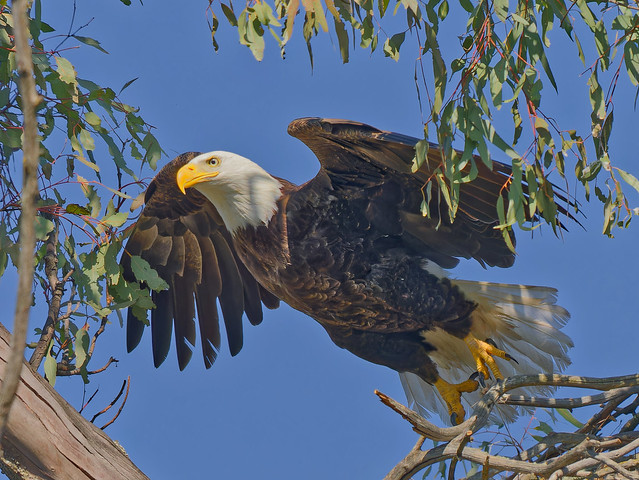 Bald Eagle leaves the nest