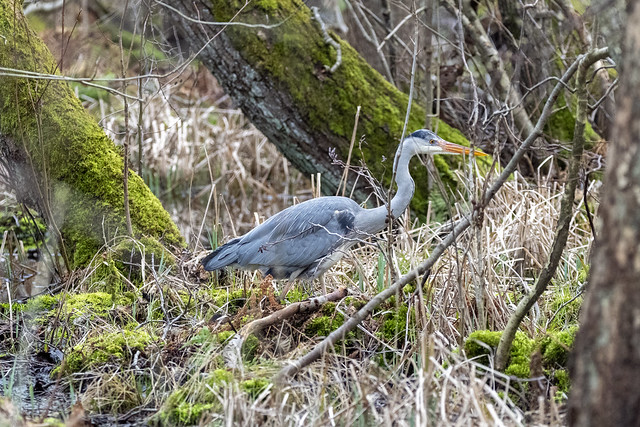 Heron on a quest