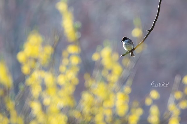 Feathers and Forsythia ….