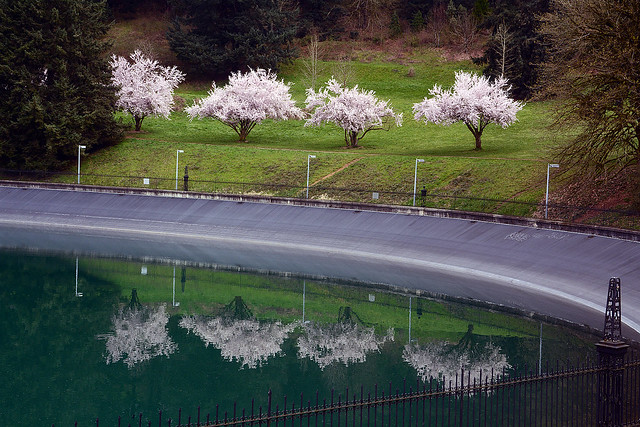 Blooming Cherry Trees reflected in Reservoir 5_6029_032024