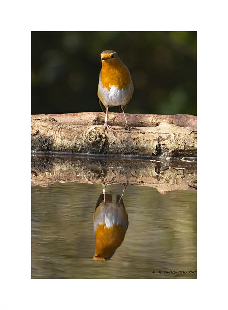 Robin Reflection