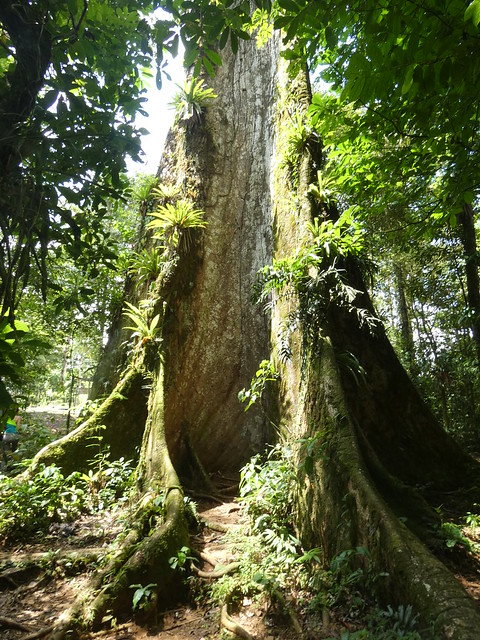 Árbol de la Paz, near Guatuso, Alajuela, Costa Rica, 13 March 2024