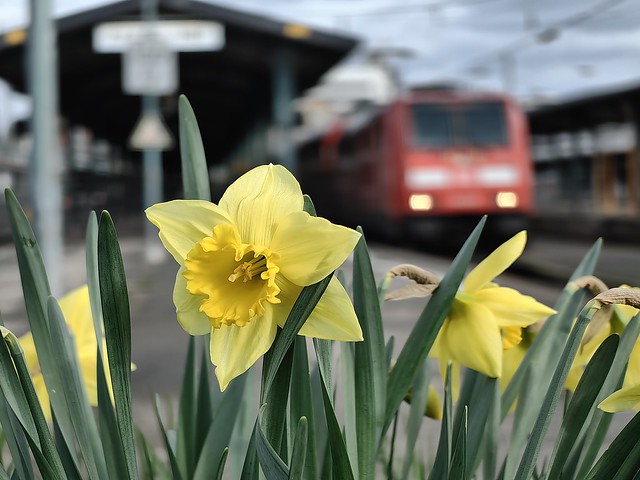 Frühling in Kassel