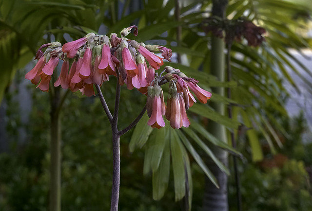 Chandelier Plant (Kalanchoe delagoensis)