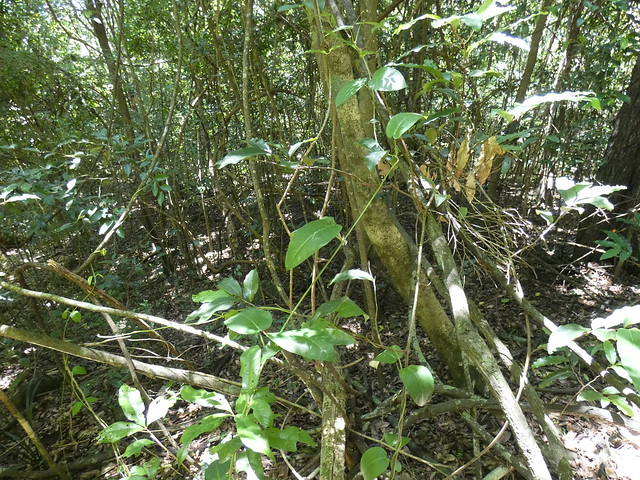 Tylophora benthamii