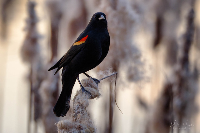 Red winged blackbird (male)