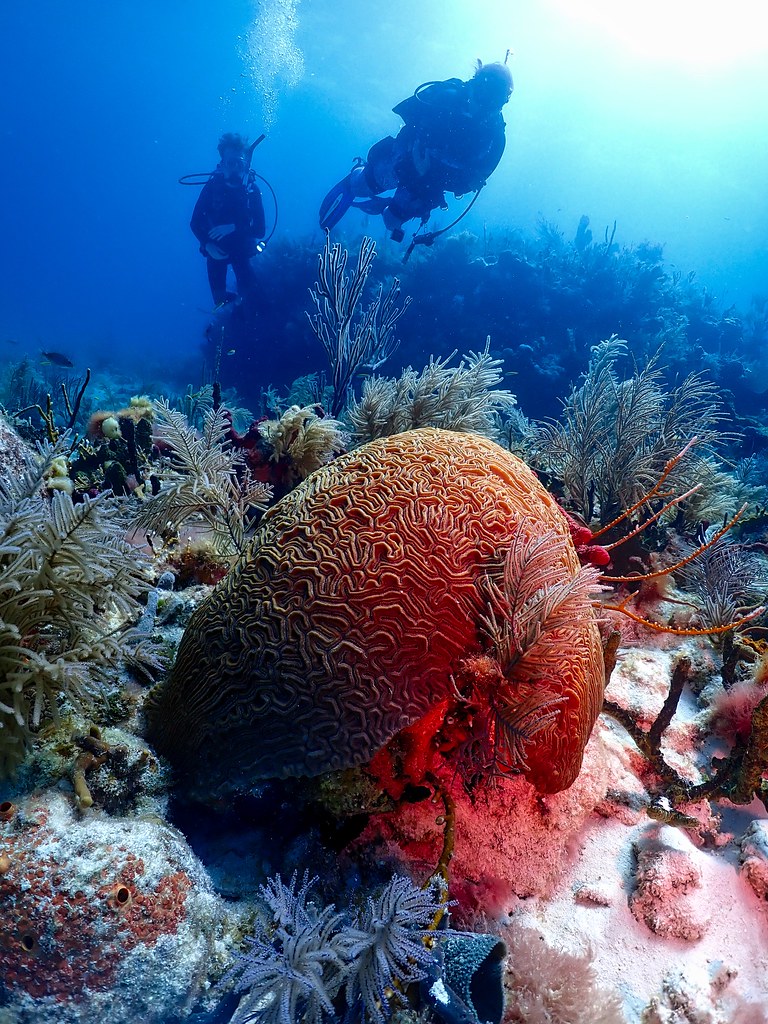 Brain Coral, the Florida Keys