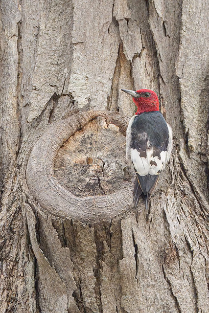 Red-headed Woodpecker, Westchester, NY, 2024