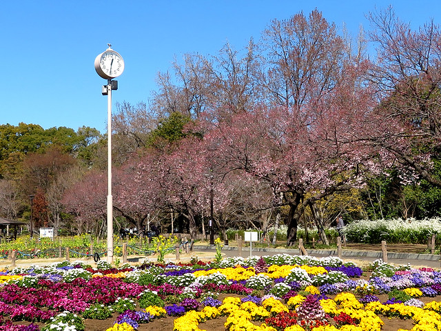 Roka Park in spring  芦花公園 花の丘